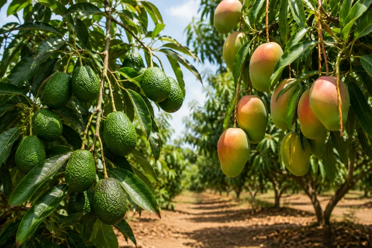 Antalya Avokado ve Mango Üretimi